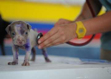 potty trained puppy having accidents