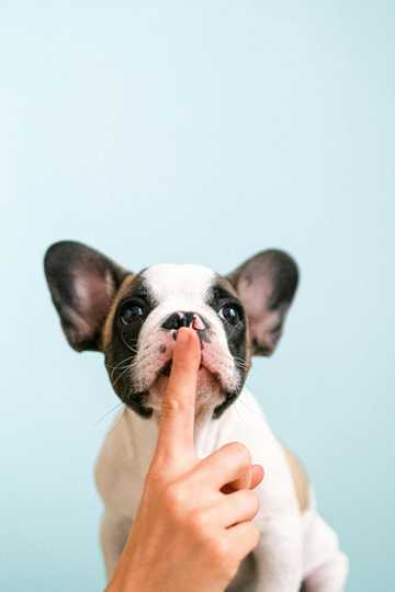 how to teach your dog to stop biting