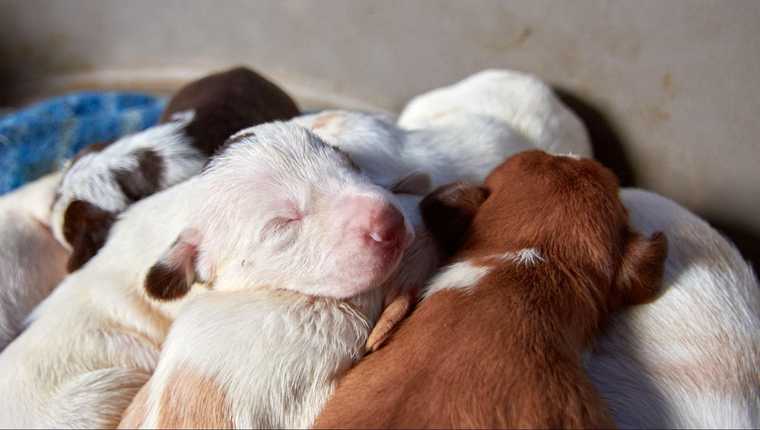 stages of puppy development