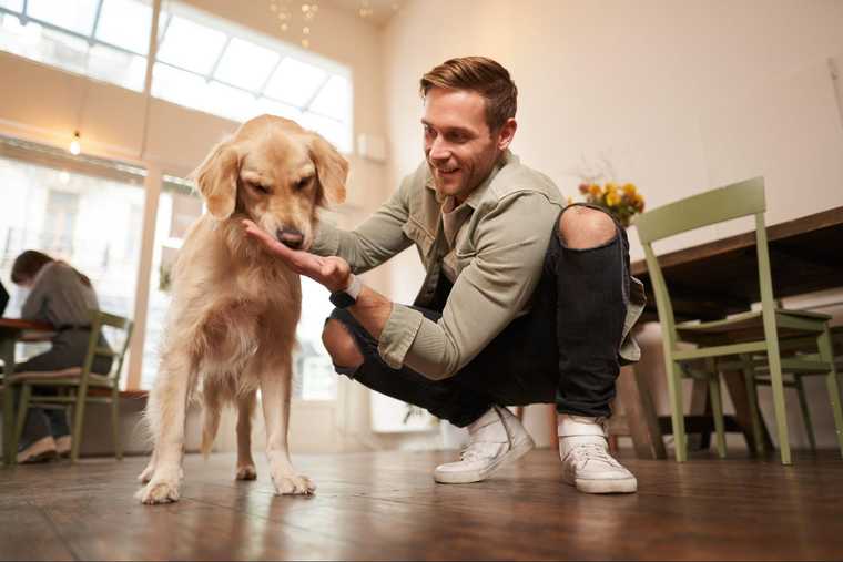 how to teach a dog to drop it