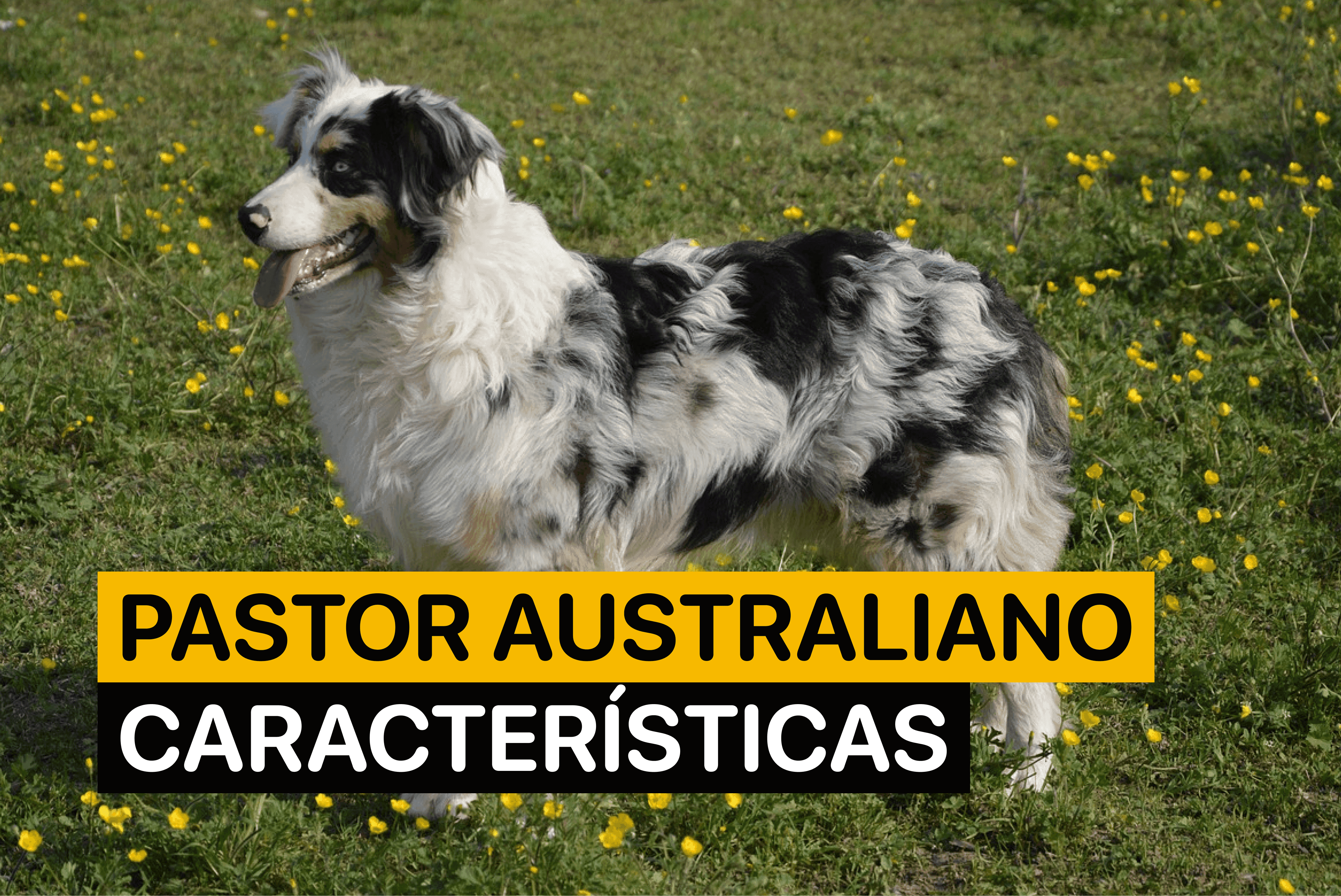 pastor australiano perro