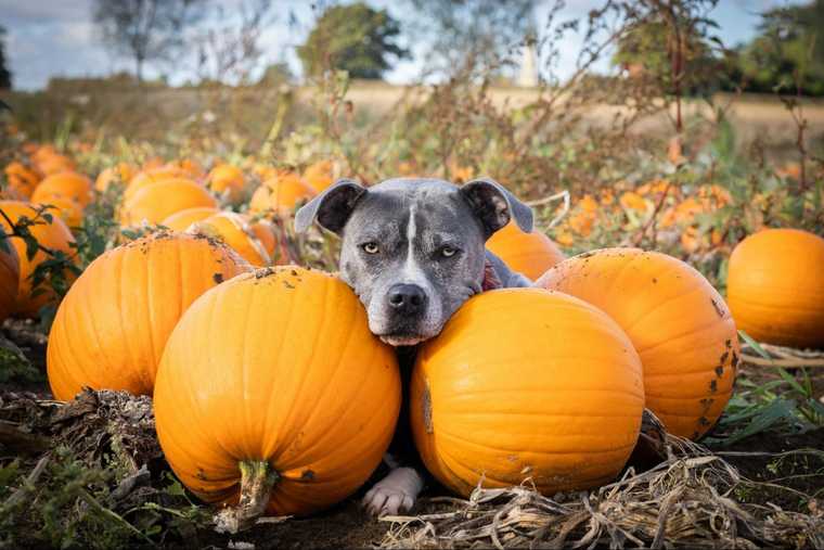 how much pumpkin can a dog have