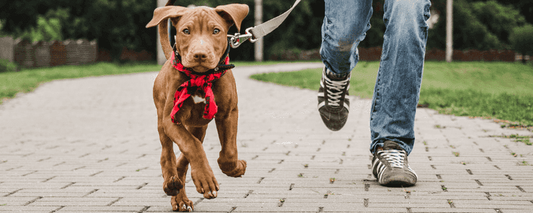 how long can dogs hold pee overnight