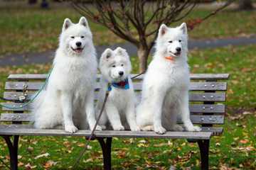 perros que no tiran pelo