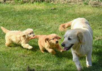 how to socialize a puppy with an older dog