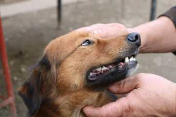 how to properly take care of a dog