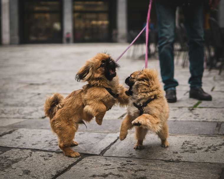 how to introduce dogs to each other when one is aggressive