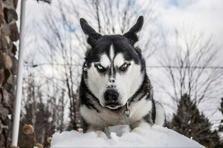 los perros tienen frio en invierno