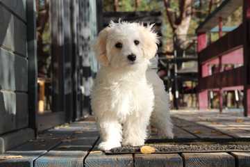maltipoo exercise needs