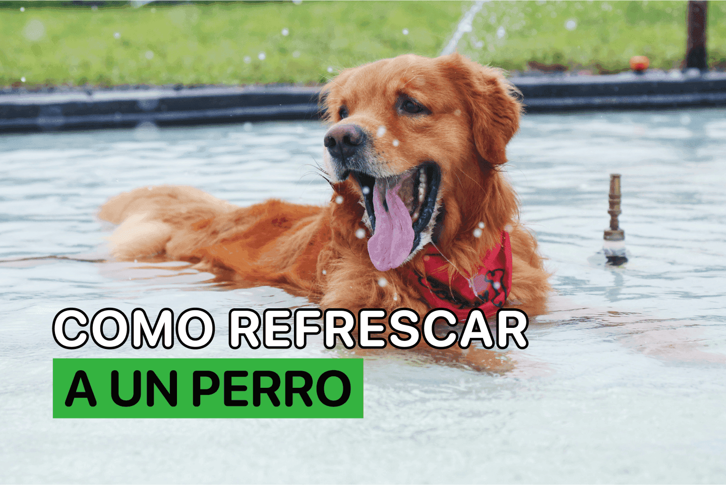 Como Refrescar a un Perro
