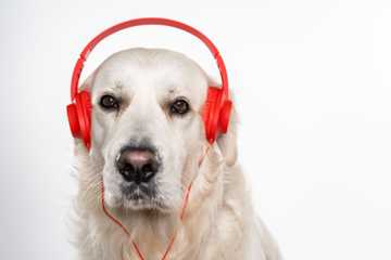 dogs music