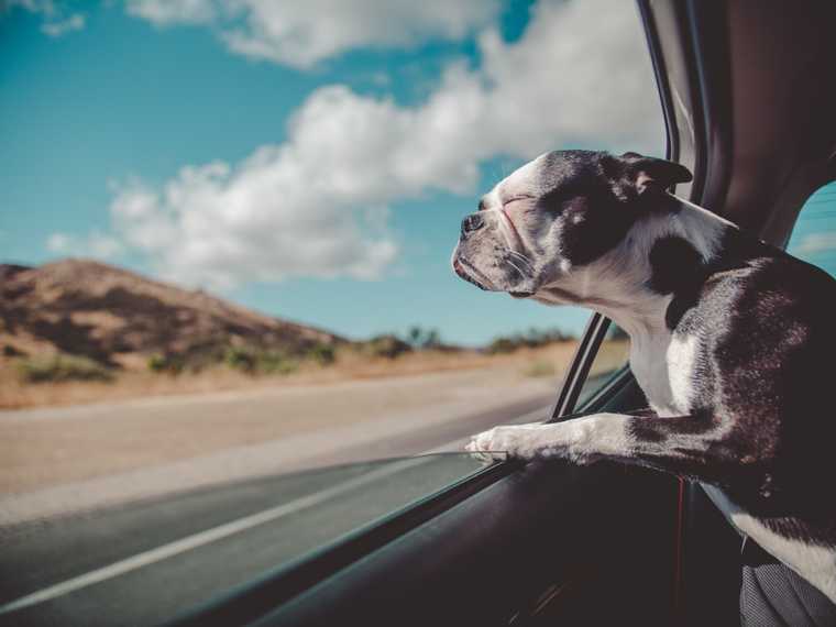 scared dog behavior