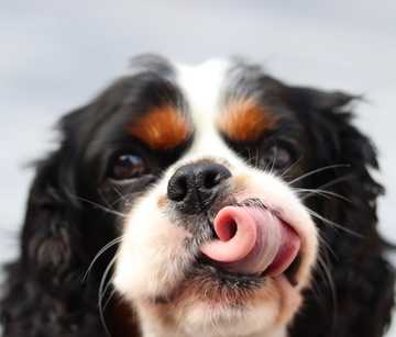 dogs licking you