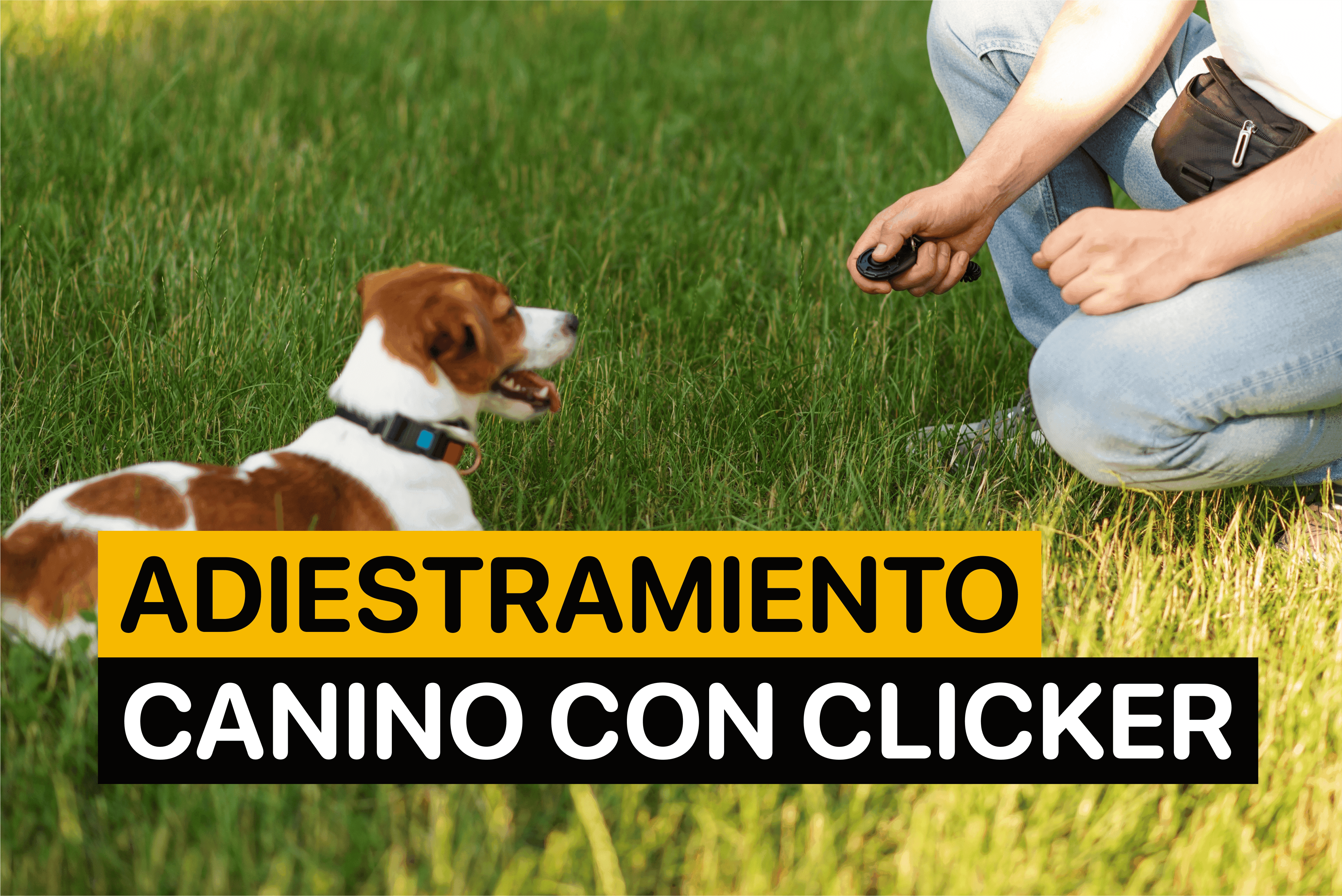 Adiestramiento canino con clicker
