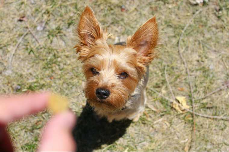 teach dog to come