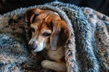 que hacer si mi perro tiene hipotermia