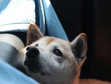 como quitar la ansiedad a un perro