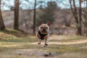 cachorros bulldog frances