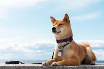 how long should i let my dog lay in the sun