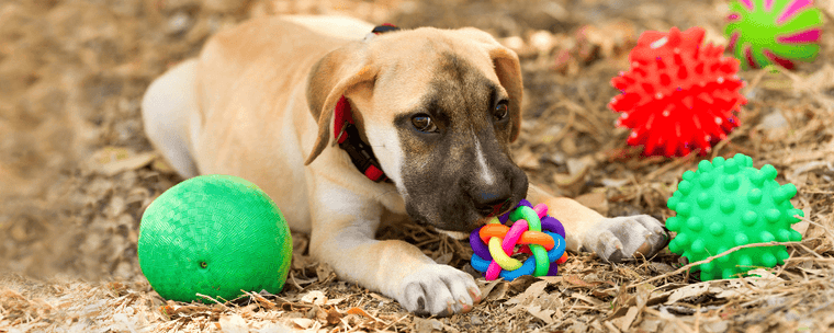 how long can a puppy hold its pee