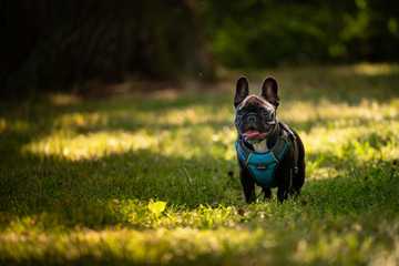 peso bulldog frances