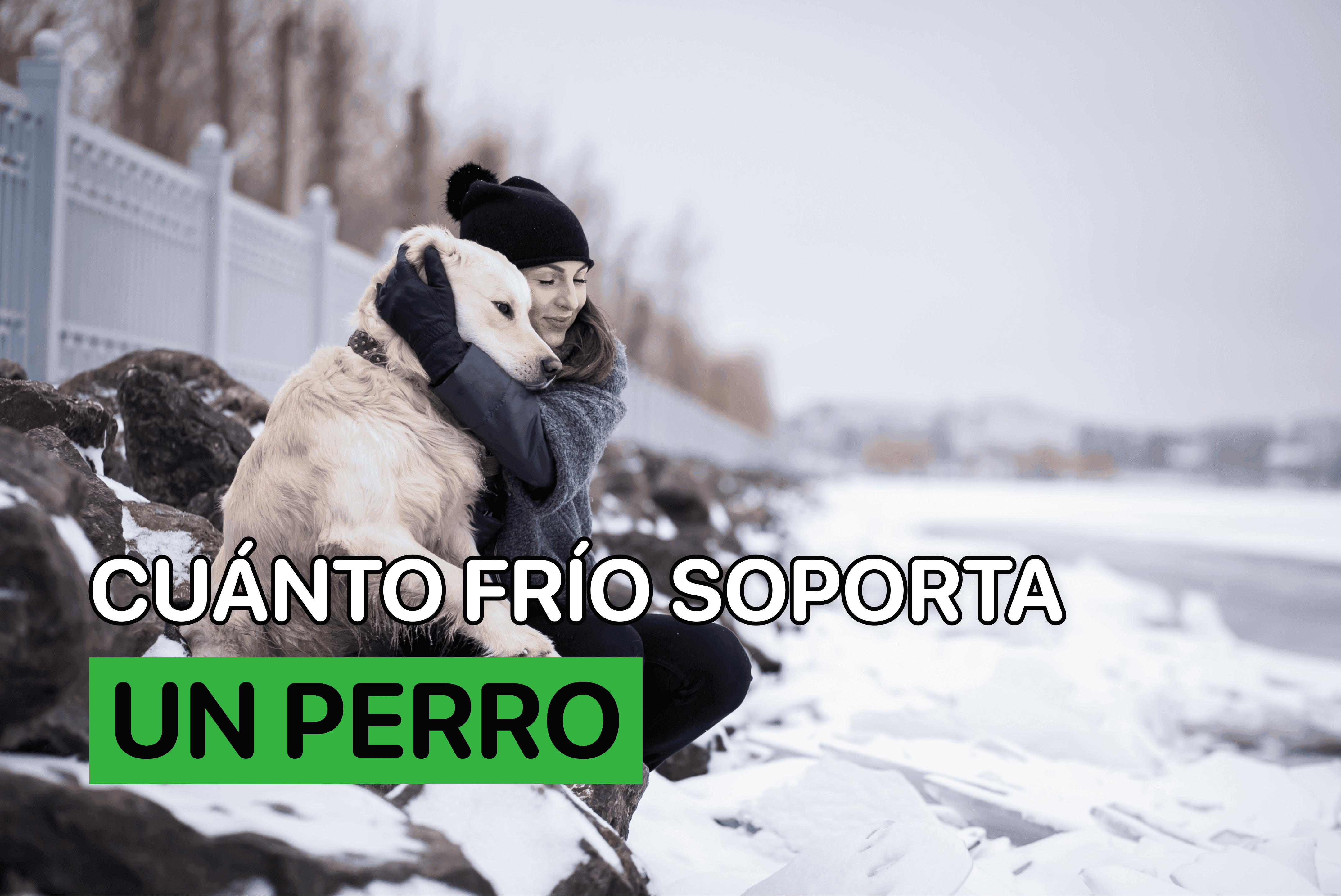 los perros tienen frio