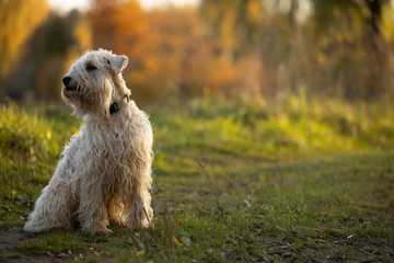 mejores razas de perros para niños