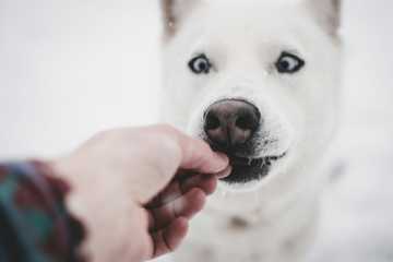 how much food for dog by weight