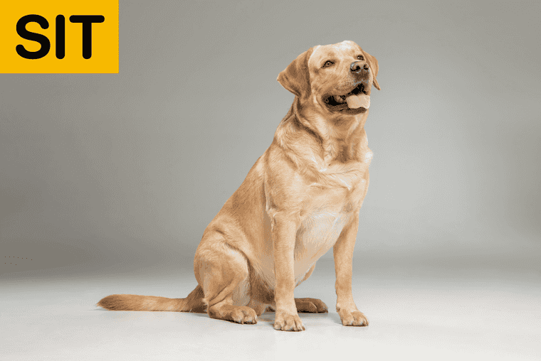 verbal commands for dogs