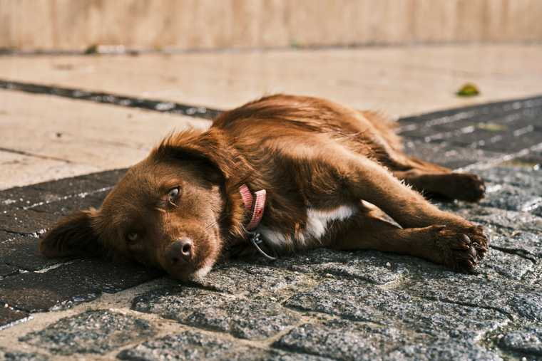 dogs heat exhaustion