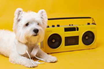 songs for dogs