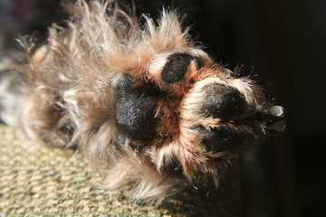 what to put on dog paws in winter