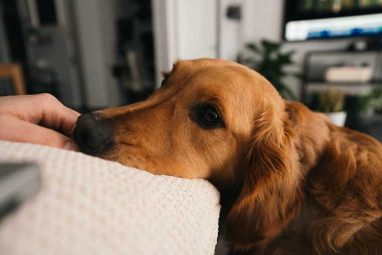 significado de que los perros aullan