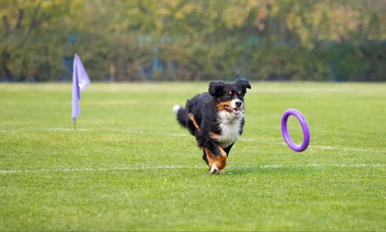 manual de adiestramiento canino