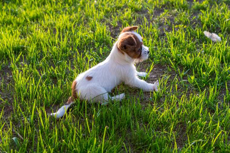 how long can a dog hold its poop