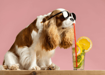 signos deshidratacion perros
