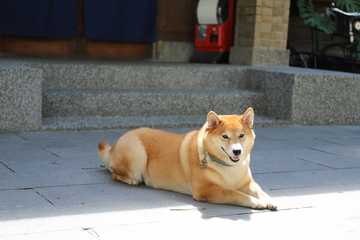 que pasa si mi perro esta caliente