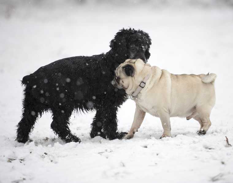 how to introduce dog to dog