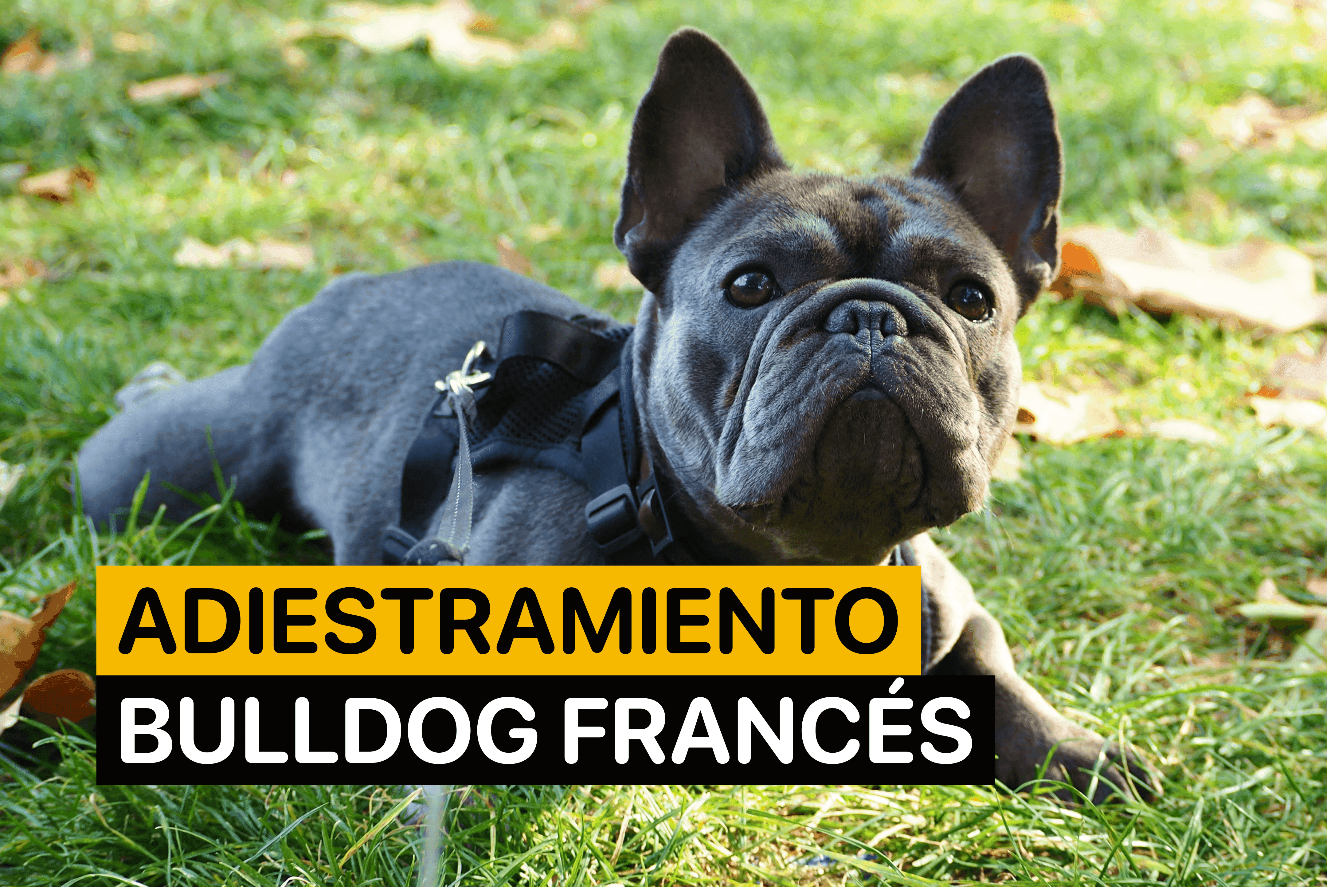 como adiestrar un bulldog frances