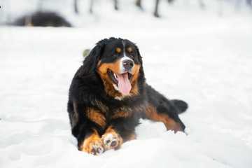 cuanto frio puede soportar un perro