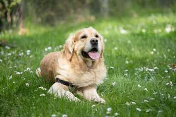 perro de terapia emocional