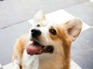 perros más peludos del mundo