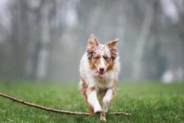 australian shepherd trainability