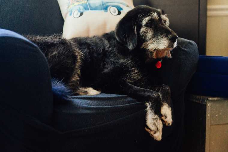how do you potty train an adult dog