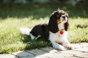 razas de perros para niños