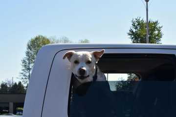 perro en el coche