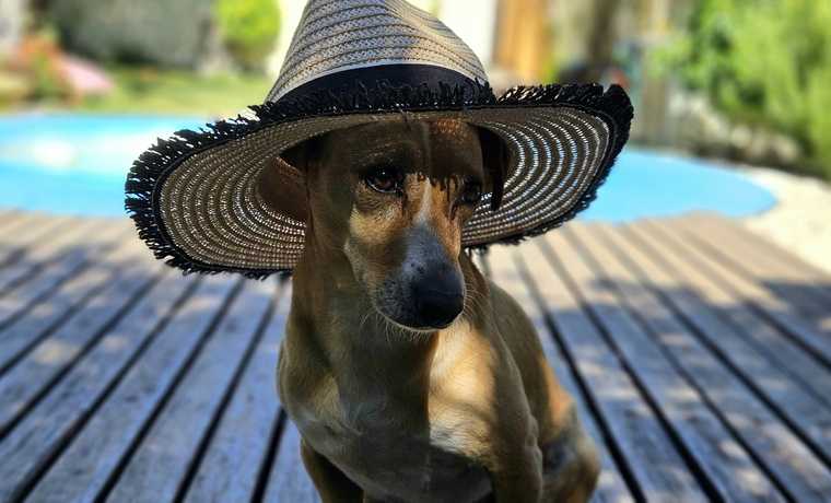 how hot is too hot to walk your dog