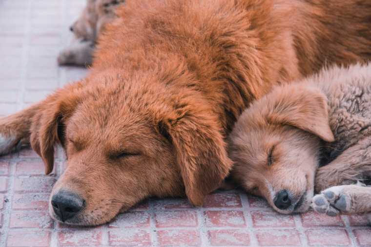 different positions of dog sleeping