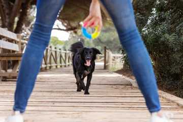 trucos de perros