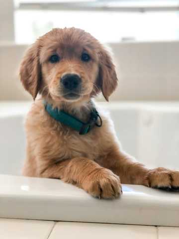 how to socialize a shy puppy